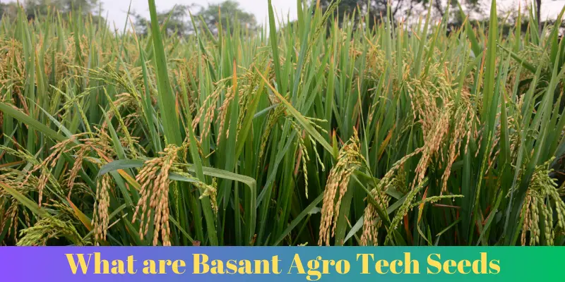 Basant Agro Tech Seeds | Complete Guide | Run Post 1 what are basant agro tech seeds